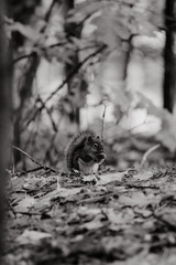 écureuil dans une forêt à l'automne 