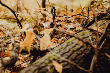 écureuil dans une forêt à l'automne 