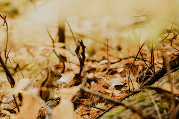 écureuil dans une forêt à l'automne 