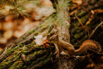 écureuil dans une forêt à l'automne 