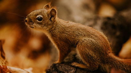 écureuil dans une forêt à l'automne 
