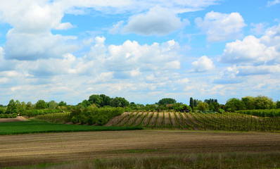 Fototapeta premium landscape with green field and blue sky