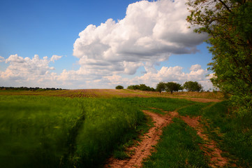 Naklejka premium landscape with yellow field and blue sky