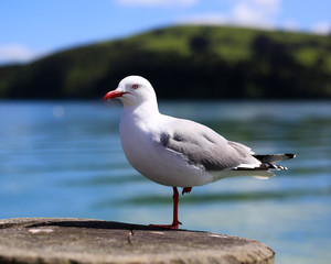A red legged gull stands piling on the pier at Akaroa, New Zealand