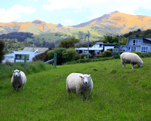 Fototapeta premium Sheeps at Akaroa, New Zealand