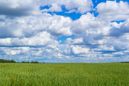 Wheat fresh of green color field with blue sky and white clouds from the perspective.