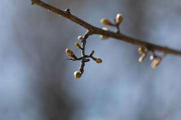 Knospen im Frühling, Makro