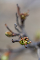 Knospen im Frühling, Makro