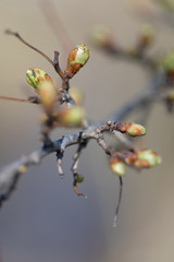 Knospen im Frühling, Makro
