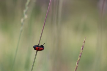 dragonfly on blade of grass