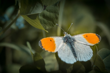 Papillon sur fleur - Tarn - Occitanie