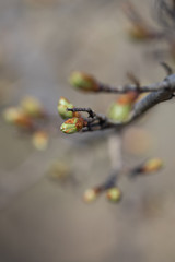 Knospen im Frühling, Makro