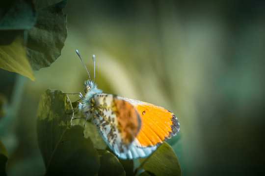 Papillon sur fleur - Tarn - Occitanie