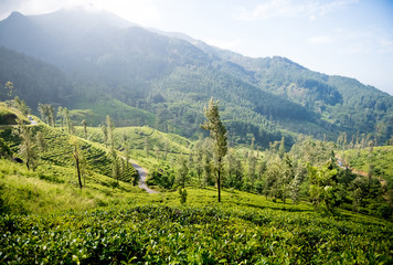 Naklejka na ściany i meble Tea plantation in Sri Lanka