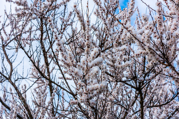 Flowering tree in the snow
