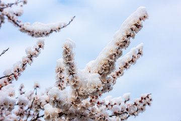 Flowering tree in the snow