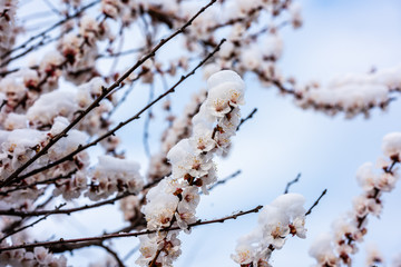 Flowering tree in the snow