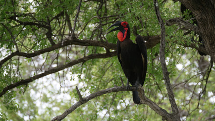Southern ground hornbill in a tree © TravelTelly