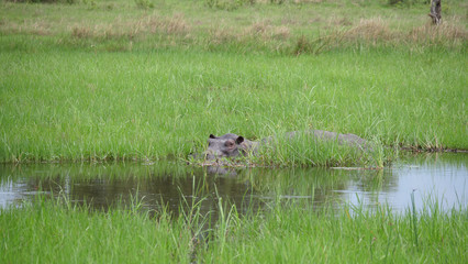Hippo in a lake