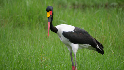 Saddle-billed stork in wetlands