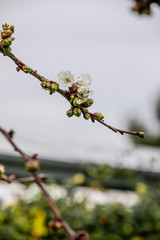 A gentle white blossom of a sweet cherry tree against beige garden wall. Easter and Mother's Day background. growing cherry tree with branches full of blossom with rain drops or dew. Spring rainy days