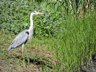 Grey Heron