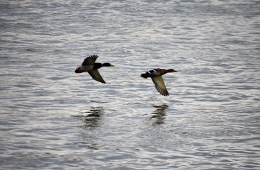 bird, seagull, water, flying, sea, nature, animal, flight, wildlife, gull, birds, fly, ocean, wings, wild, wing, feather, pelican, lake, freedom, beak, sky, blue, white, feathers