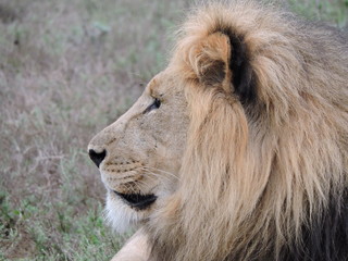 male lion
