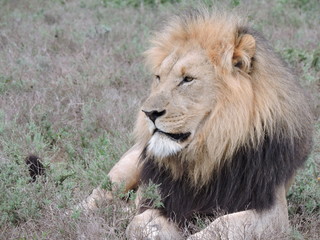 male lion