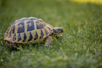 A yellow and brown tortoise is walking slowly on vivid green grass in the garden searching for a dandelion to eat