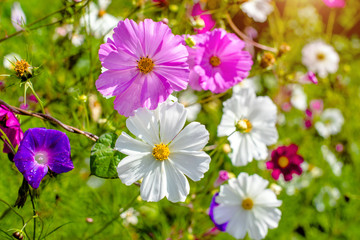 Fototapeta premium kosmeya purple shot close-up on a green background 