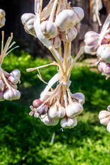 several bundles of garlic are dried in the open air
