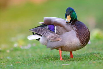 portrait of a cute mallard duck waterfowl bird