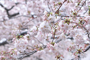 さくらの花に積もった　春の雪