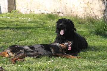 Sheepdogs domestic garden puppy playing together