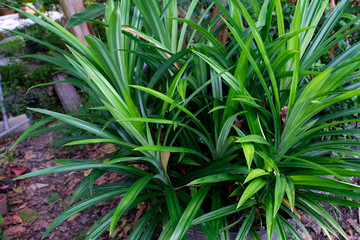 Pandan leaf trees in pot (Pandanus amarylifolius Roxb)