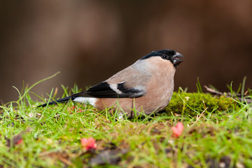 Eurasian bullfinch female, Pyrrhula pyrrhula, roosting in the grass of a meadow foraging