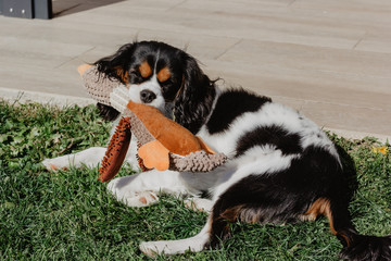 dog with toy