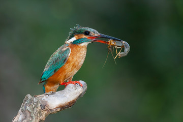 Common Kingfisher, Alcedo atthis, perched on a branch with a crab in its beak.