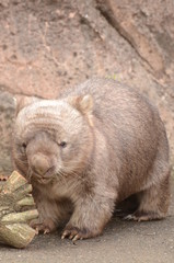 コモンウォンバット