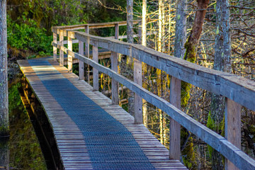 Boardwalk through a woodland area.