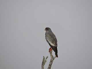 bird on branch