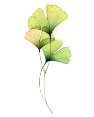 Watercolor ginkgo branch. Transparent green leaves isolated on white. Hand painted artwork with Maidenhair tree. Realistic and botanical illustration for wedding design - 334752802