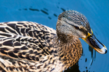 portrait of a cute mallard duck waterfowl bird