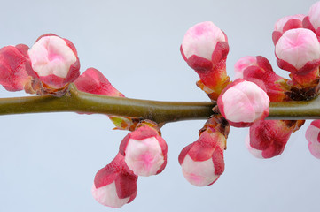 Unopened buds of apricot flowers