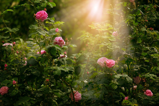 Blooming rose flower in fabulous garden on mysterious fairy tale spring or summer floral sunny background with sun light beams and rays, fantasy amazing nature dreamy landscape