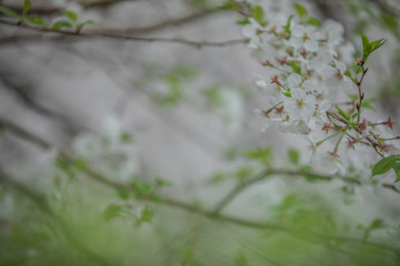 春の目黒川