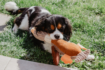 dog on grass