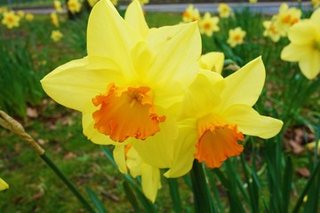 Daffodils in the park.