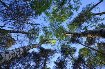  birch and pine tree crowns in the forest bottom-up view